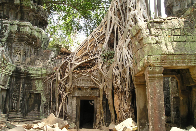 Angkor forest - Angkor temples tours