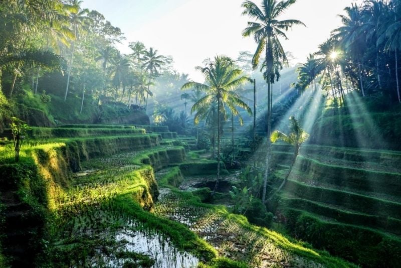Jatiluwih Rice Terrace, Bali, Indonesia - #36 best places to visit in Central Bali