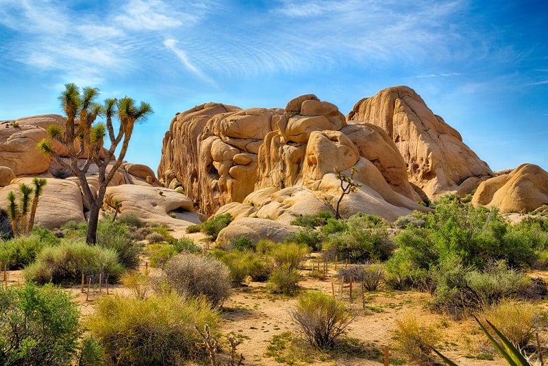 Joshua Tree Nationalpark