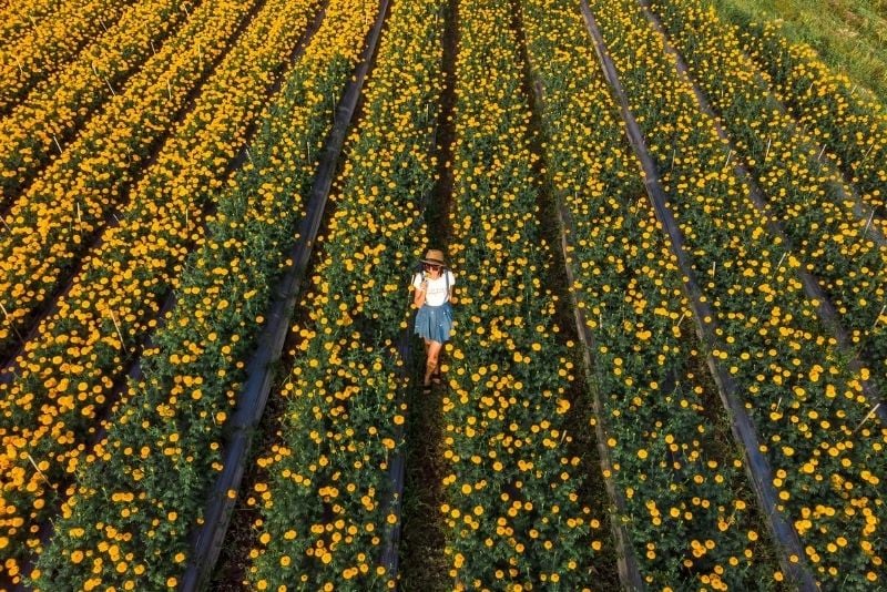 Marigold Fields, Bali, Indonesia - #43 best places to visit in Central Bali