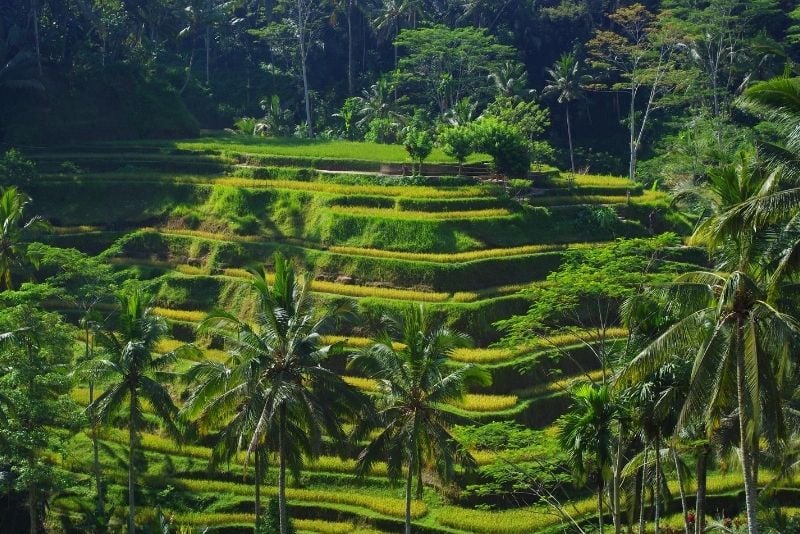 Tegallalang Rice Terrace, Bali, Indonesia - #30 best places to visit in Central Bali