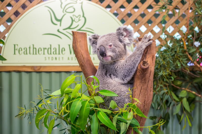 Tagesausflüge in den Featherdale Wildlife Park ab Sydney