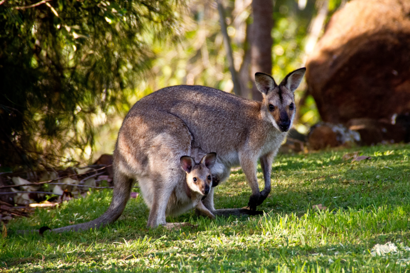 Healesville Sanctuary day trips from Melbourne