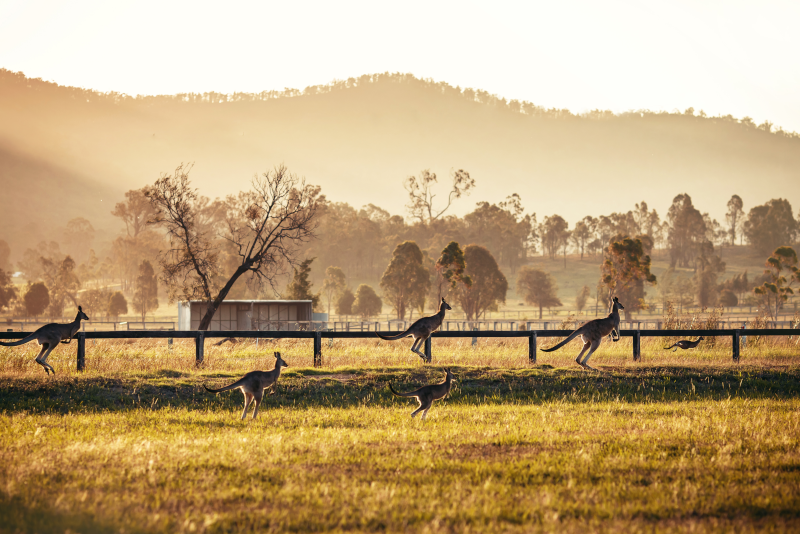 Hunter Valley day trips from Sydney