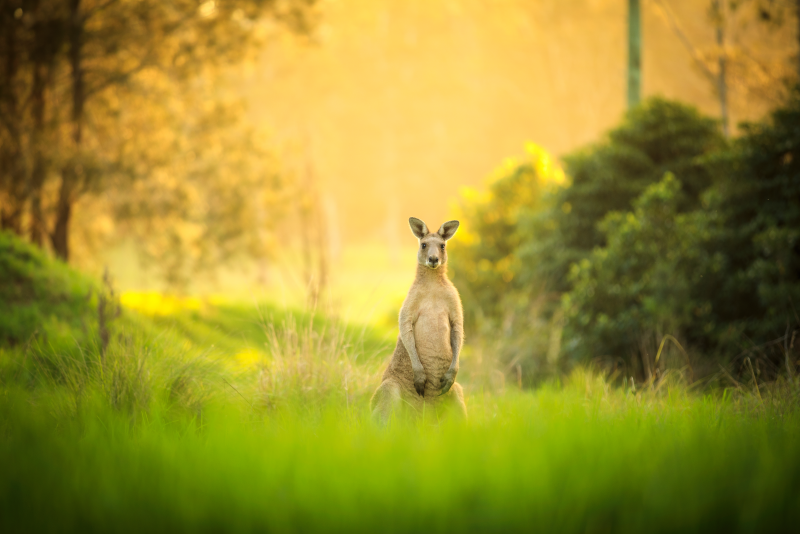 Tagesausflüge nach Kangaroo Valley ab Sydney