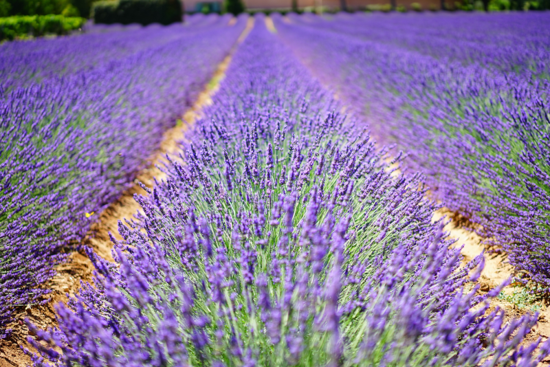 Lavandula Swiss Italian Farm day trips from Melbourne