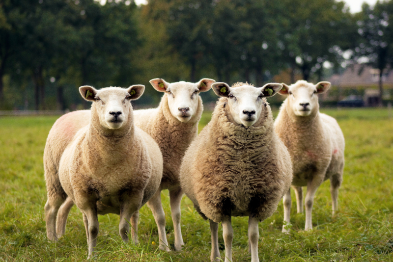 Tobruk sheep station day trips from Sydney