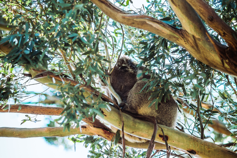 You Yangs Regional Park day trips from Melbourne