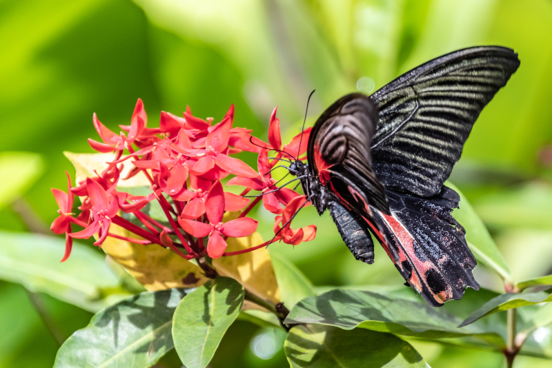 Butterfly Park - #20 best theme parks in Singapore