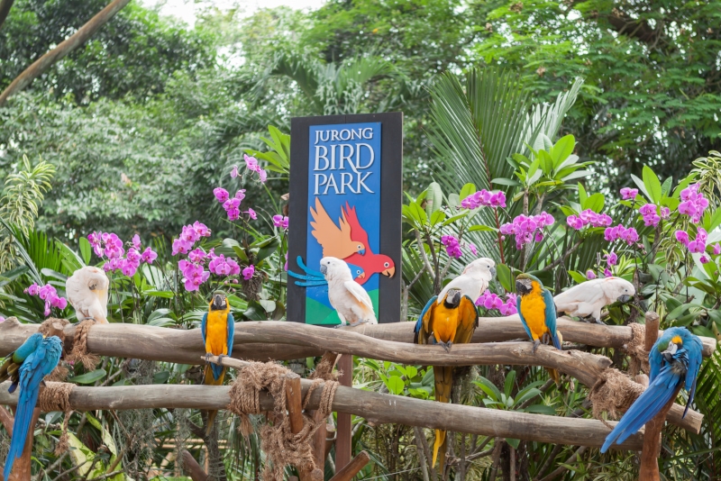 Jurong Bird Park - N ° 4 des meilleurs parcs d'attractions à Singapour