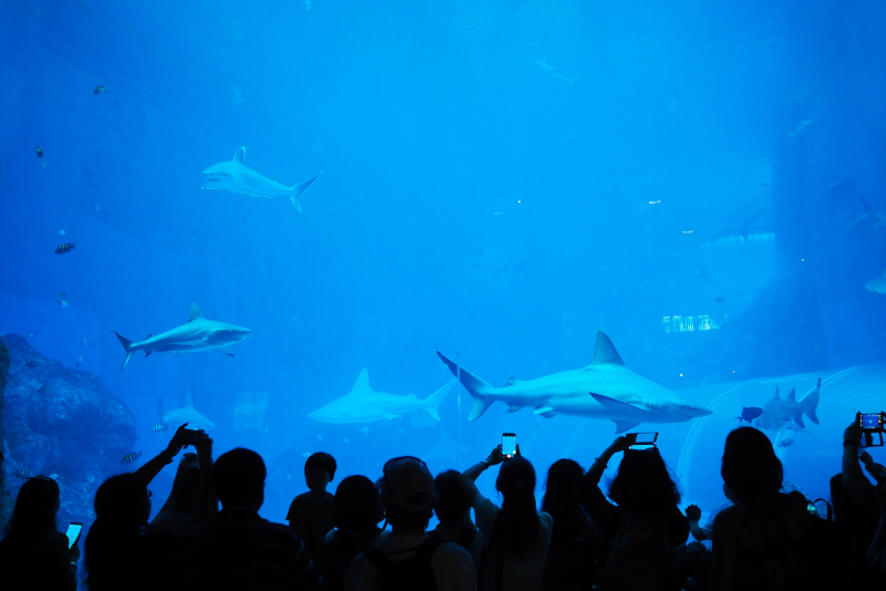 SEA Aquarium - N ° 6 des meilleurs parcs d'attractions à Singapour