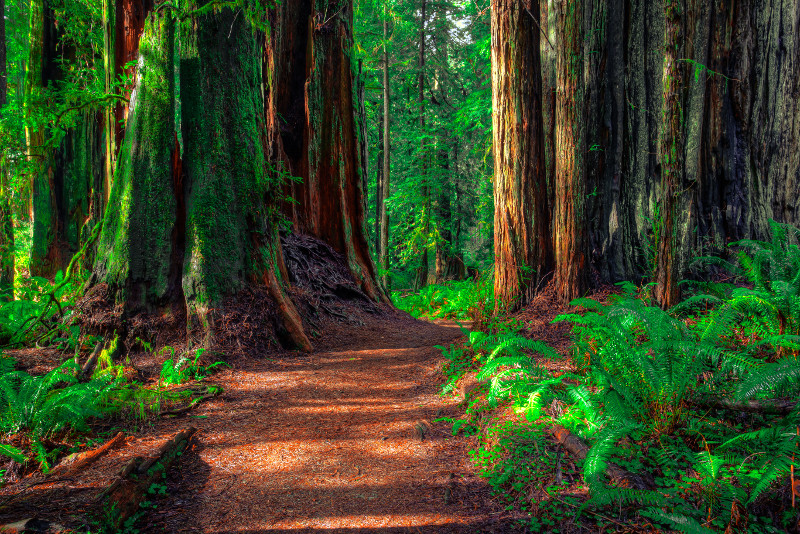 Armstrong Redwood State Reserve day trips from San Francisco