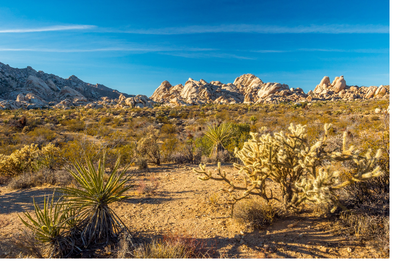 Mojave National Preserve day trips from Las Vegas