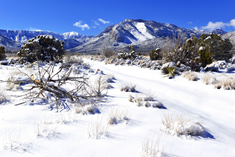 Mount Charleston day trips from Las Vegas