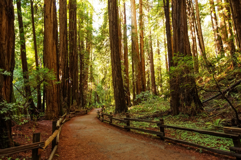 Muir Woods National Monument day trips from San Francisco