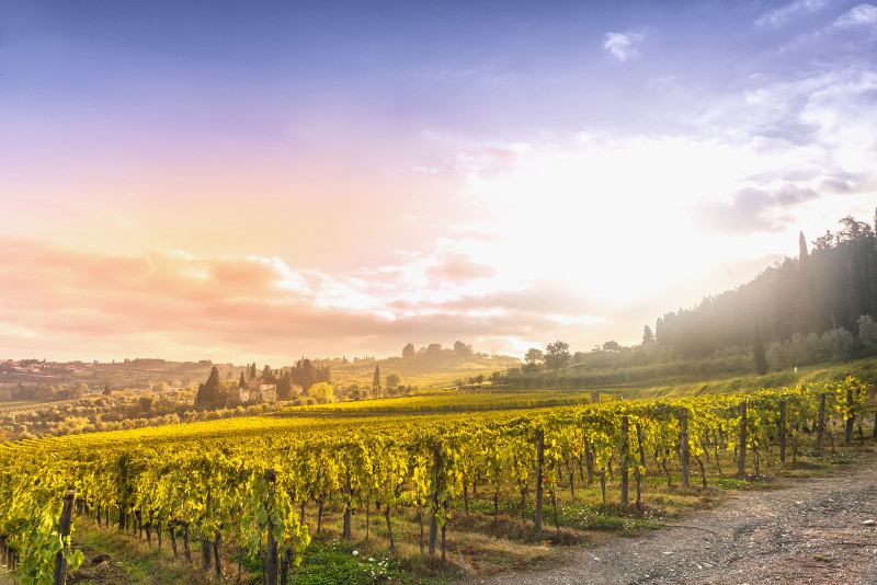 Napa Valley day trips from San Francisco