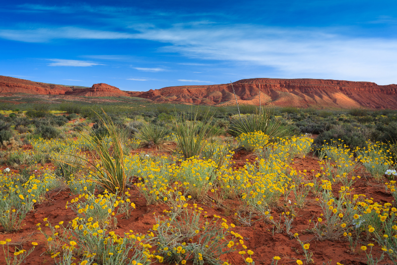 Red Cliffs National Conservation Area day trips from Las Vegas