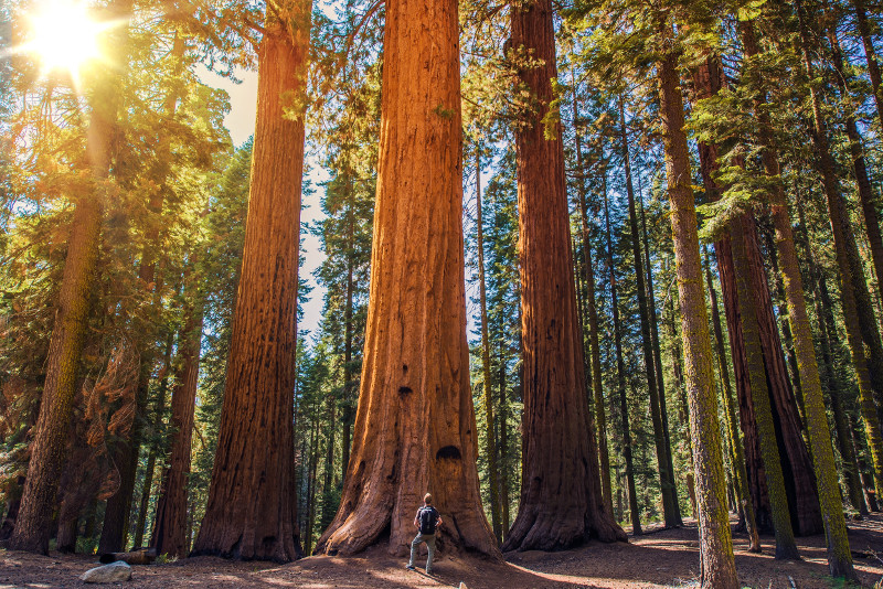 Sequoia National Park day trips from San Francisco