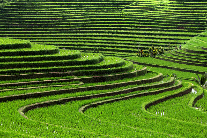 Ubud Electric Bike Tour to Tegallalang Rice Terraces