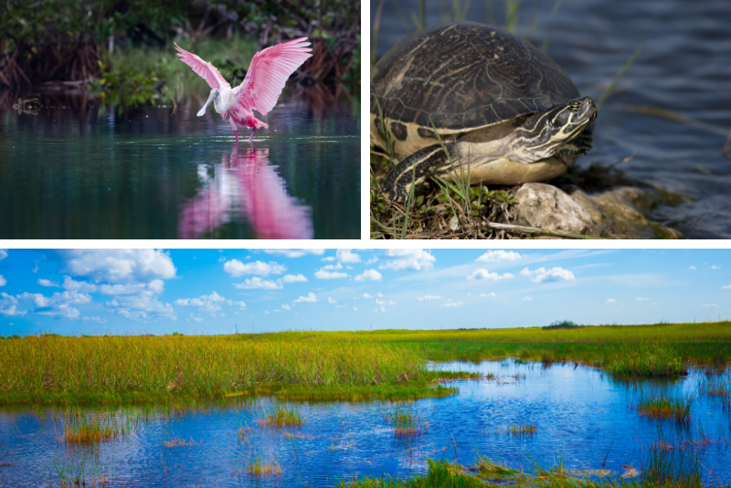 Promenade dans les Everglades avec un naturaliste et une excursion en bateau dans les dix mille îles