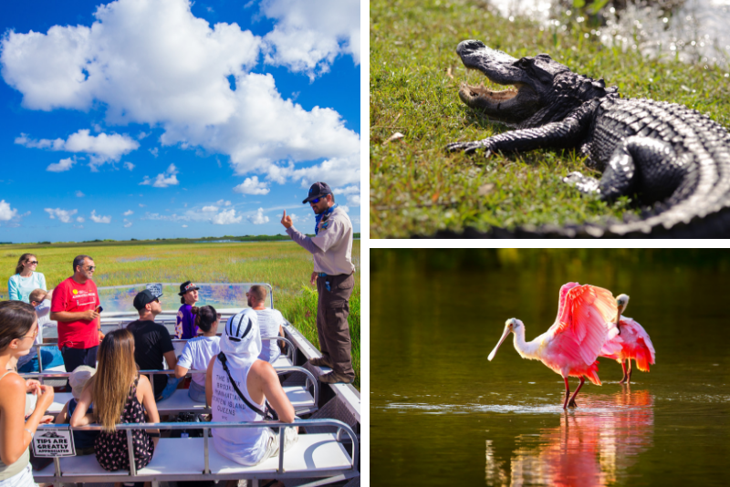 De Miami: visite des alligators et des hydroglisseurs dans le parc des Everglades