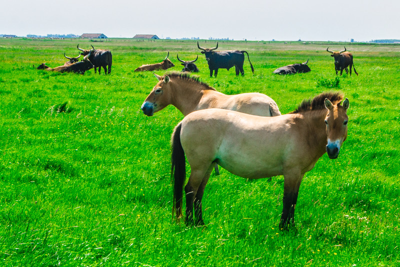 Parque Nacional Hortobágy