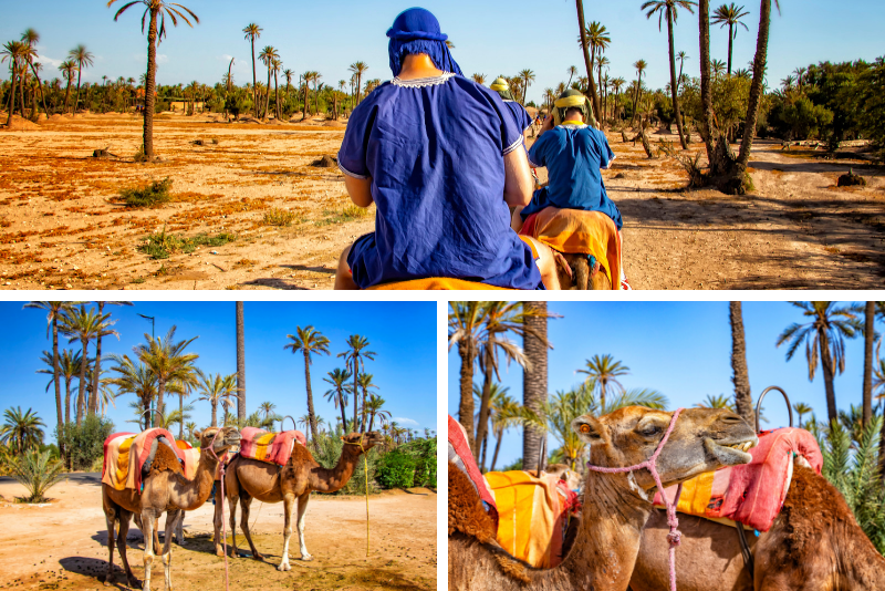 Marrakech Rock Desert and Palm Grove Camel Ride with Tea