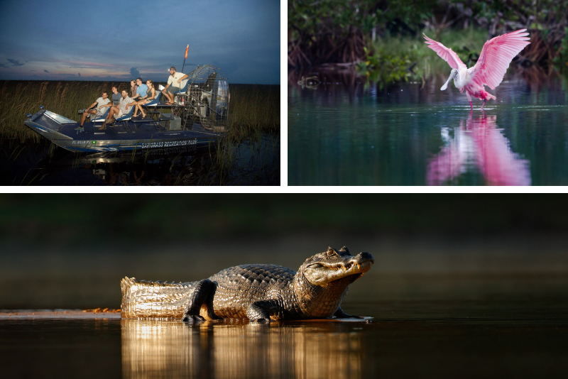 Orlando: Everglades Moonlight Swamp Safari Airboat Tour