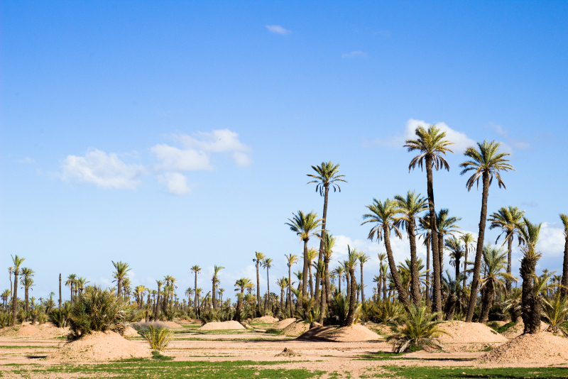 Palm Groves day trips from Marrakech