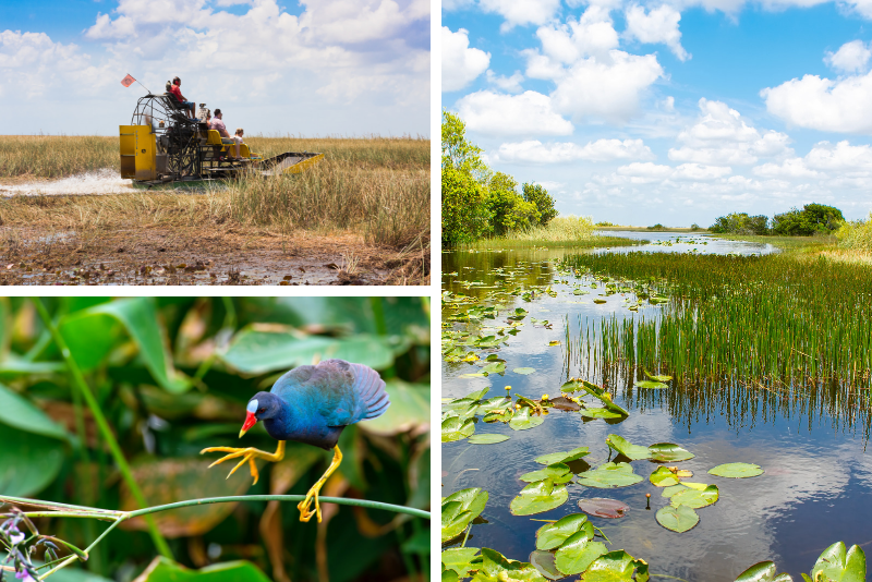 Visite privée: visite des Everglades à la réserve nationale Big Cypress