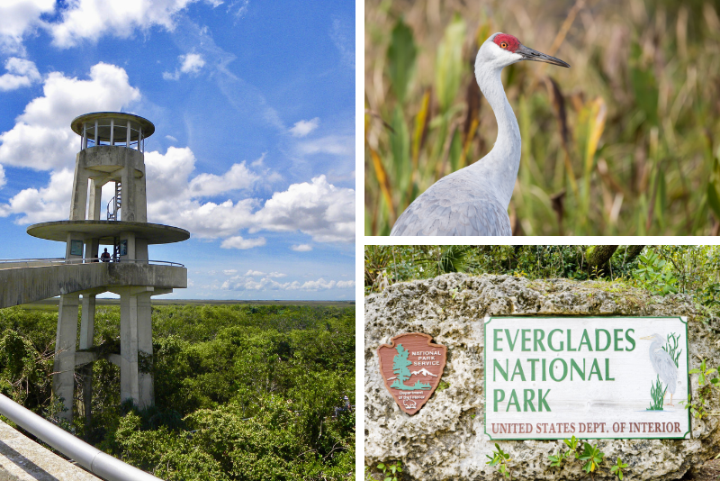 Kleingruppentour: Everglades Adventure-Tagesausflug ab dem Großraum Fort Myers / Neapel