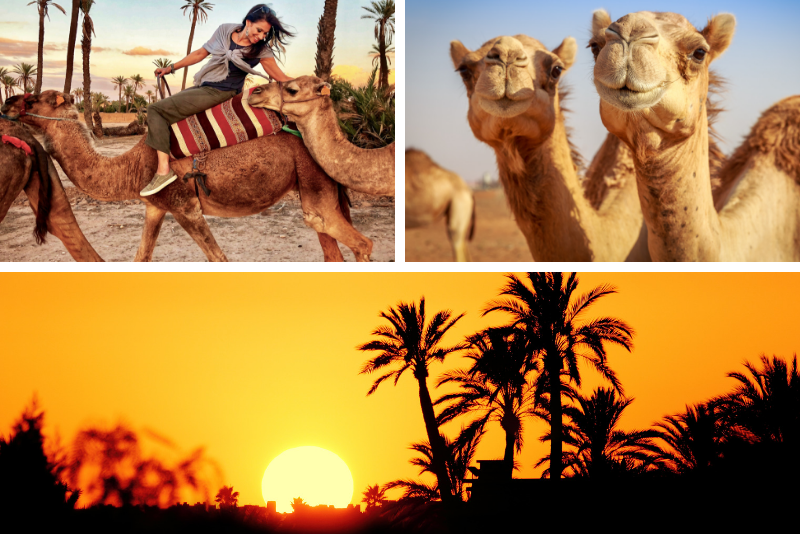 Paseo en camello al atardecer en la Palmeraie de Marrakech