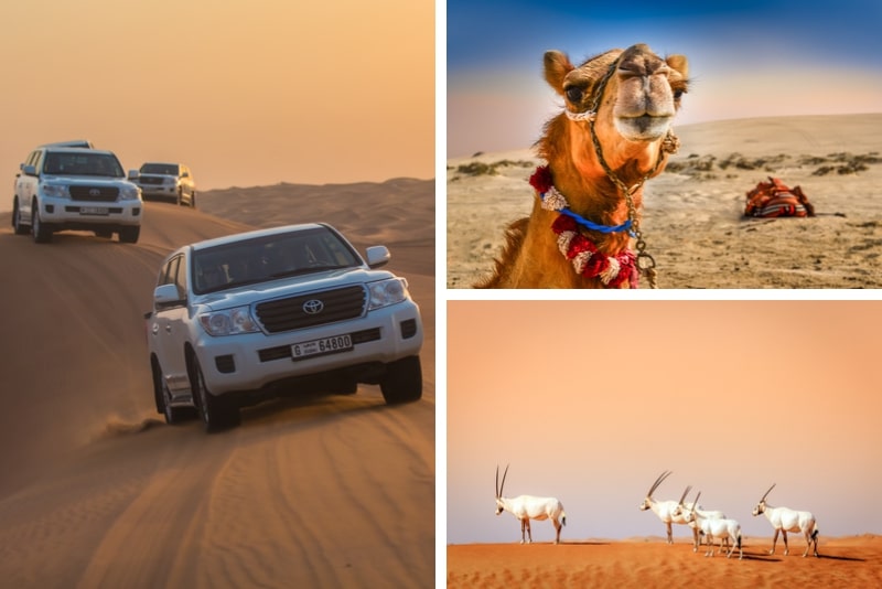 Dubai Afternoon Desert Safari und BBQ Dinner
