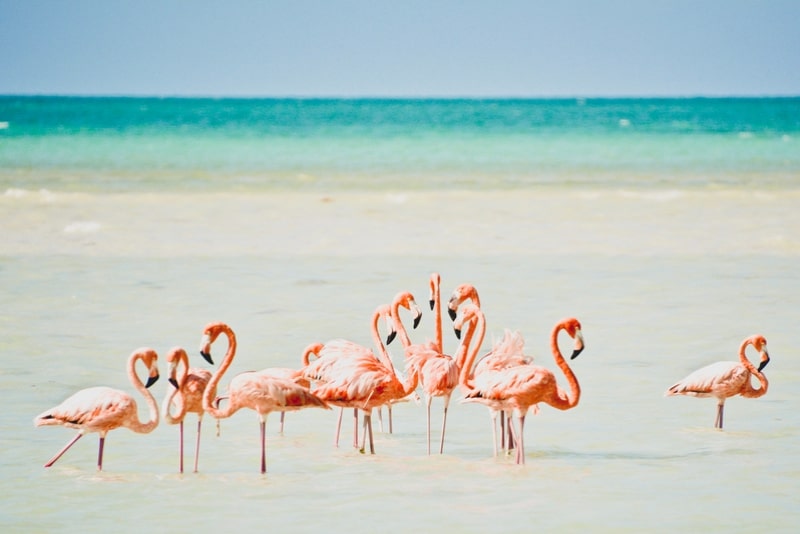 Holbox Island Tour with Transfer Options