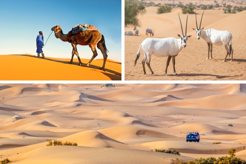 Desert Experience Dinner und Emirati-Aktivitäten mit Vintage Land Rover Transport aus Dubai