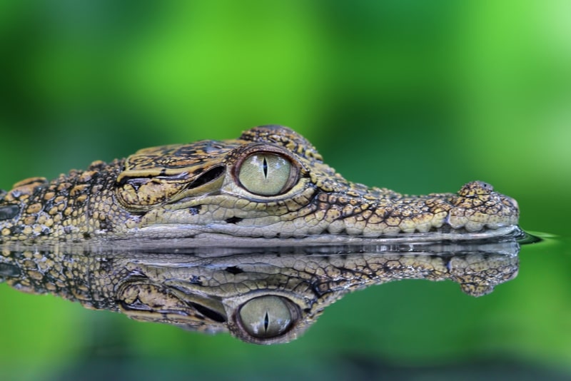 Zoológico Croco Cun - excursiones en Cancún