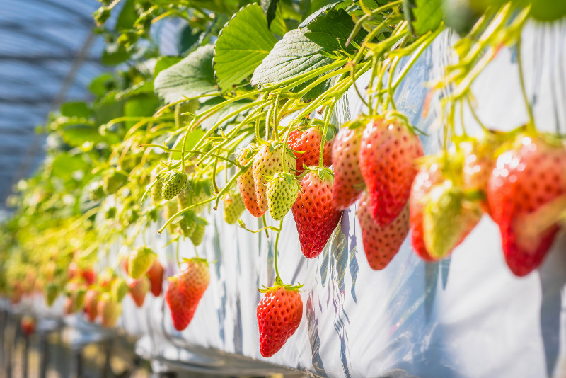 Geochang Strawberry Farm day trips from Seoul