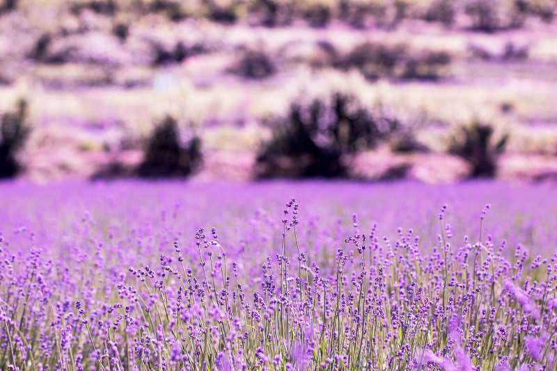 Hani Lavender Farm