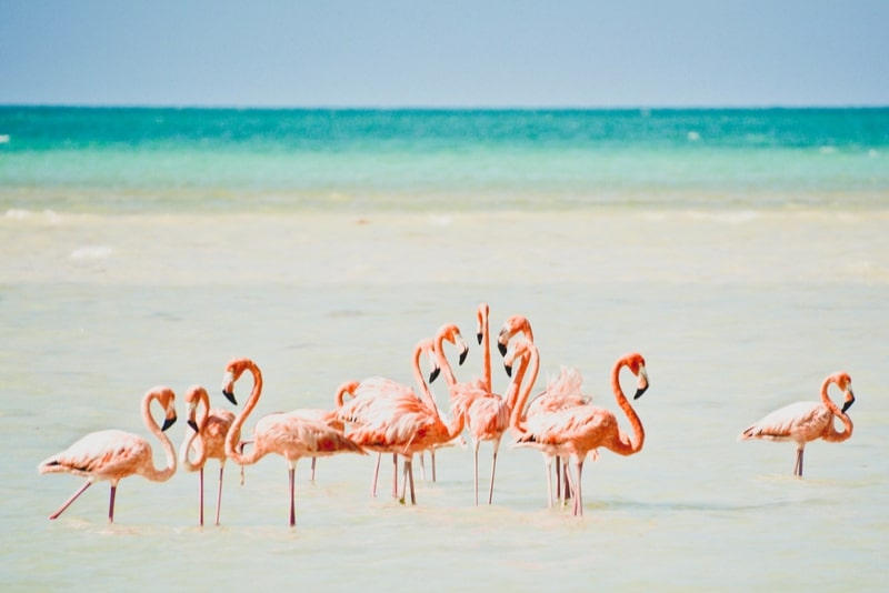 Isla Holbox - Cancun Ausflüge