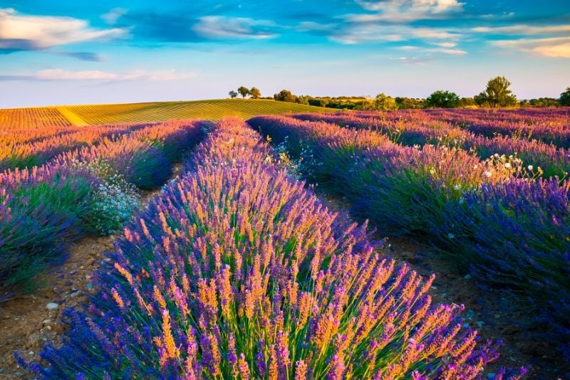 Lavender fields day trips from Marseille