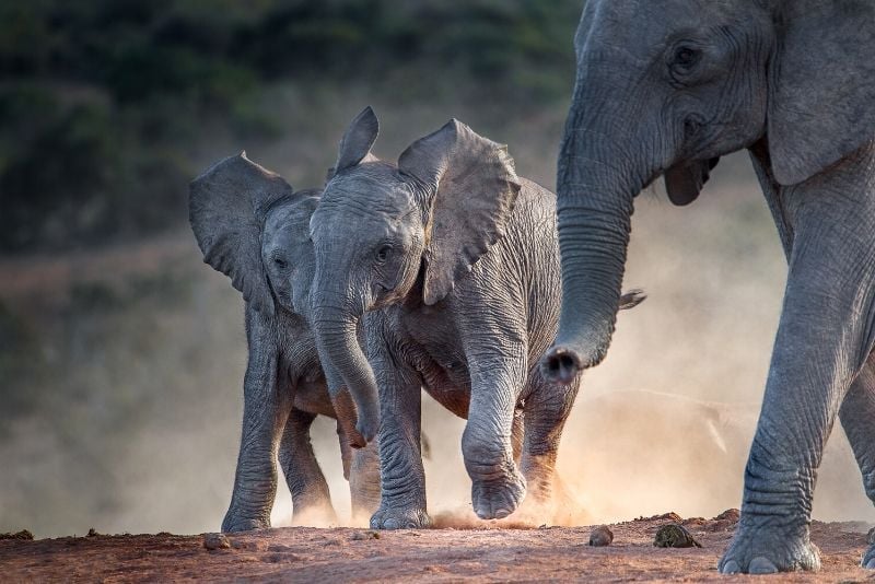 Addo Elephant National Park, Sudáfrica - los mejores parques nacionales del mundo