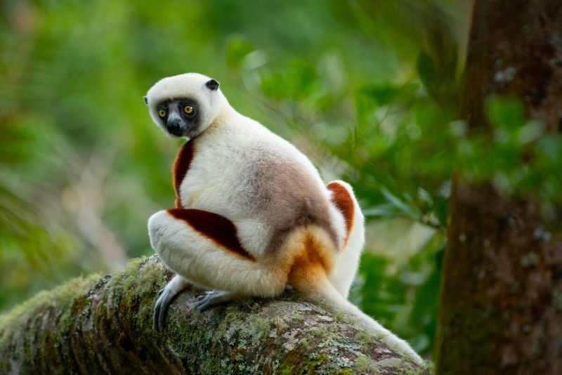 Parc national d'Andasibe-Mantadia, Madagascar - meilleurs parcs nationaux du monde