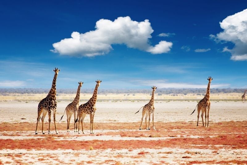 Etosha National Park, Namibie - meilleurs parcs nationaux du monde