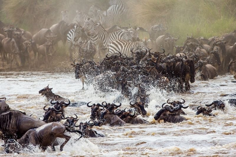 Parc national de Masai Mara, Kenya - meilleurs parcs nationaux du monde