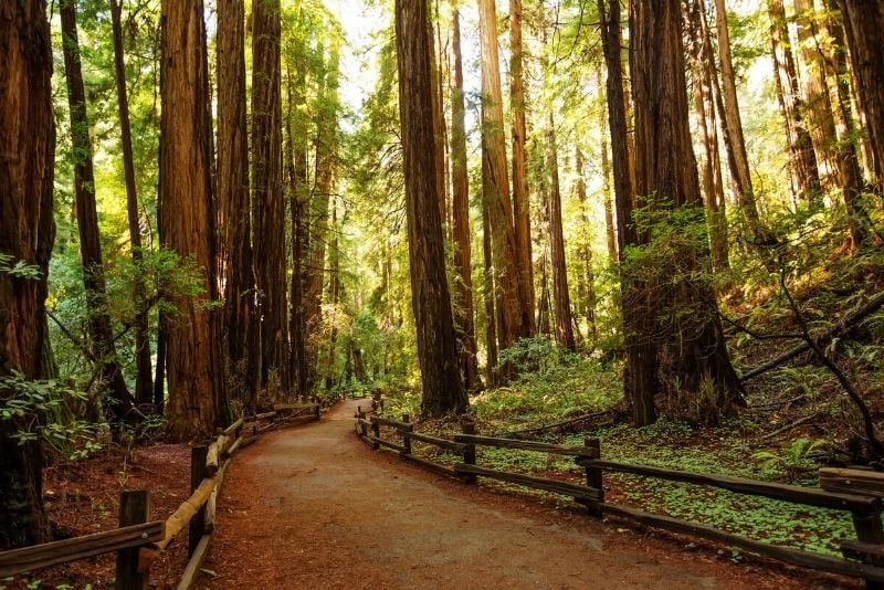 Muir Woods National Park, United States of America - best national parks in the world