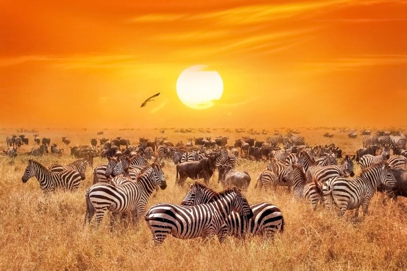 Serengeti National Park, Tanzania - best national parks in the world
