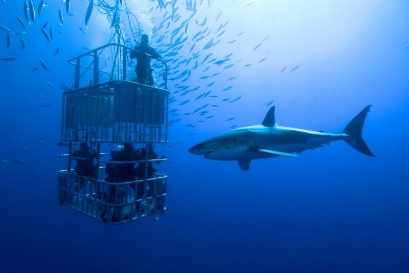 buceo en jaula con tiburones