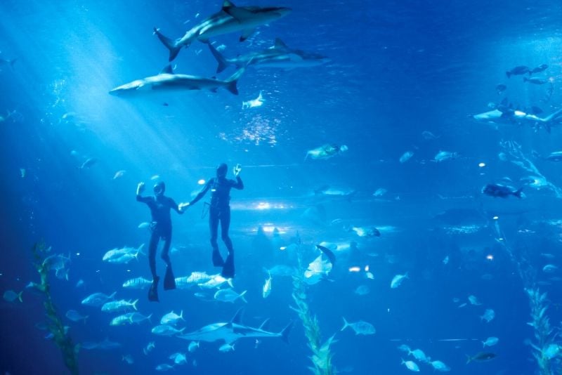 Aqua Planet Jeju, South Korea - #11 best aquariums in the world