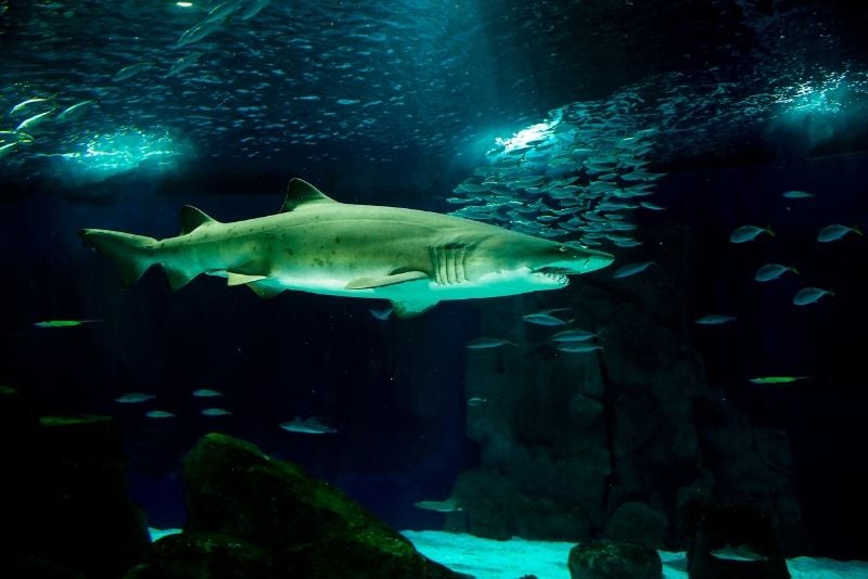 AquaRio, Brazil - #27 best aquariums in the world
