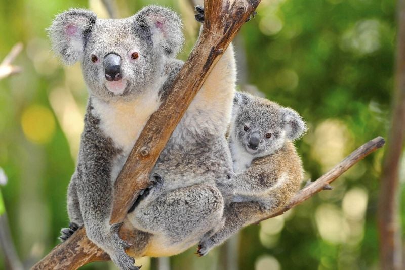 Australia Zoo, Australia